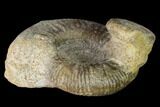 Two Bathonian Ammonite (Procerites) Fossils - France #152766-2